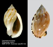 Casmaria erinaceus (2)